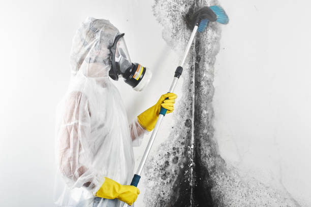 Best Forensic Mold Investigation  in Royal Hawaiian Estates, HI