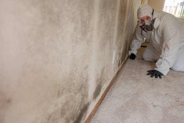 Best HVAC Mold Inspection and Cleaning  in Royal Hawaiian Estates, HI
